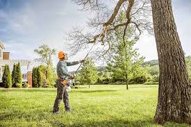 How Our Tree Care Process Works  in  Amboy, WA